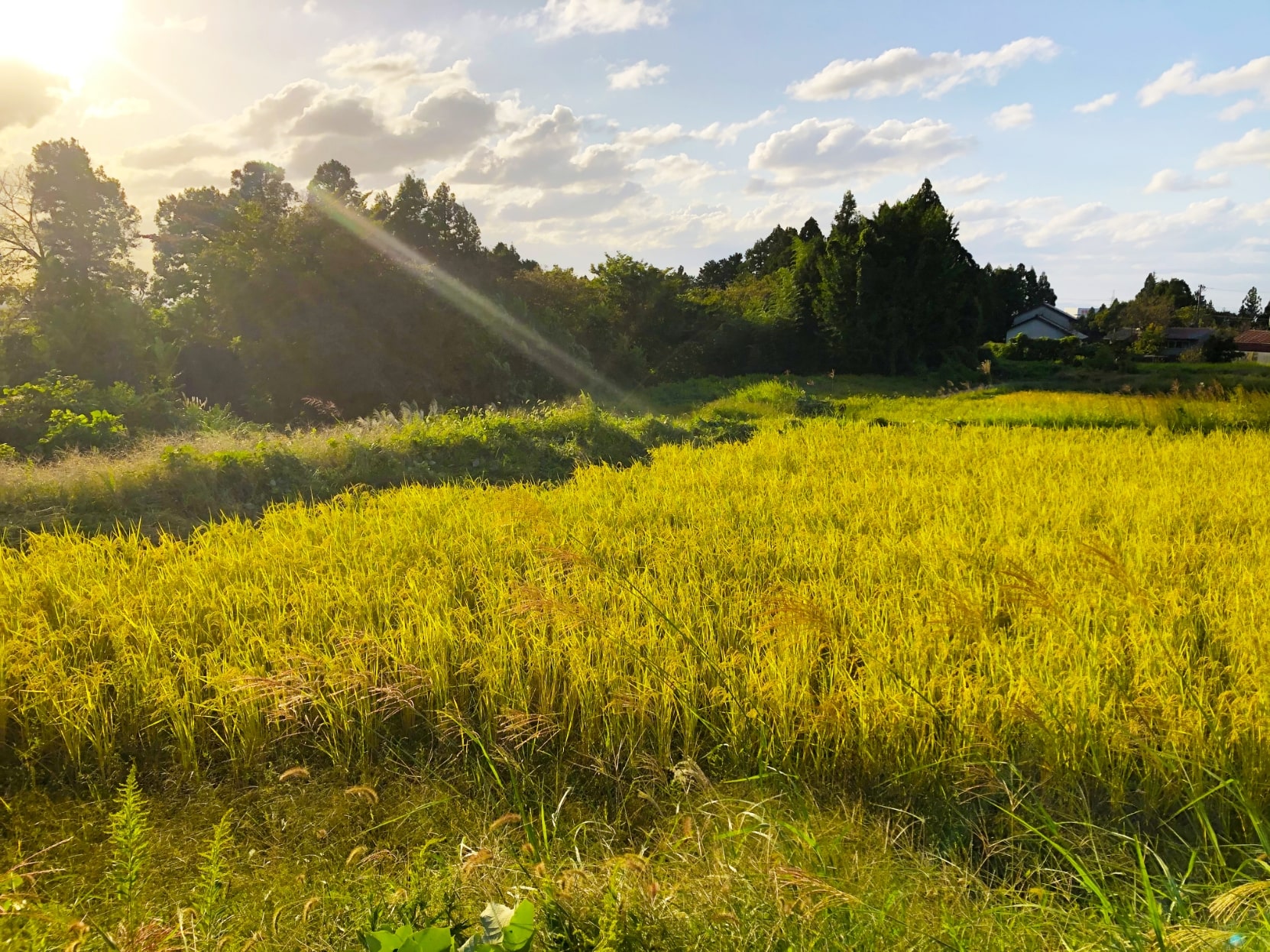 3waysの圃場とお米