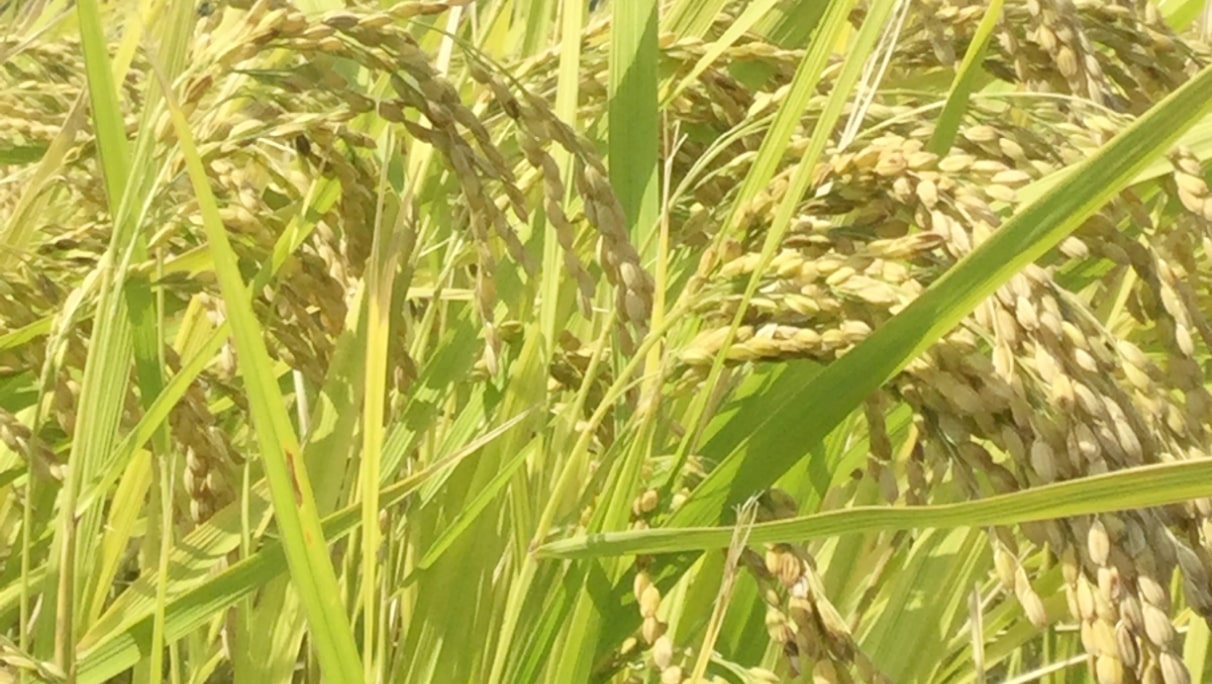 農薬・肥料を使用しない3waysの土