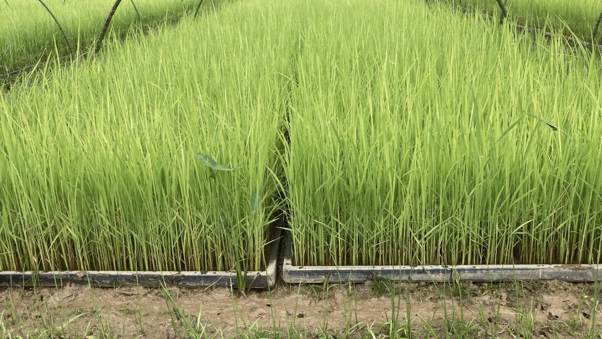 自家採種した種から3waysの育った苗